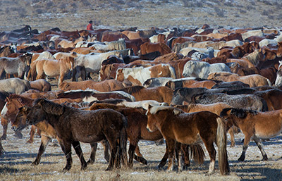 mongolia events and festivals 